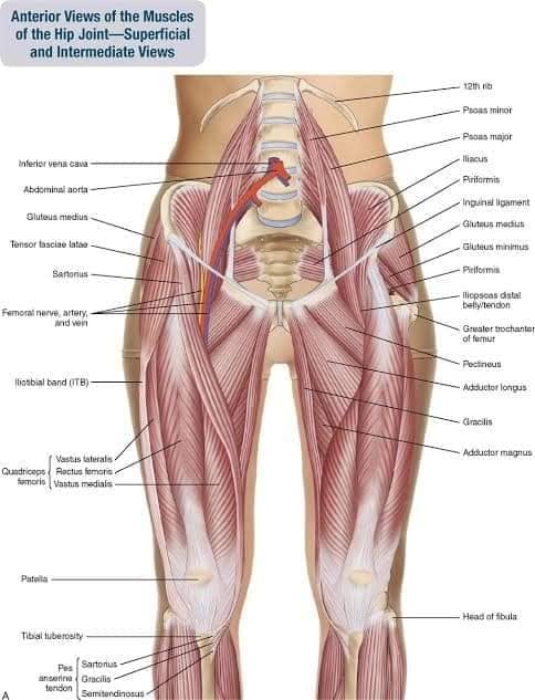 muscular-system68.jpg