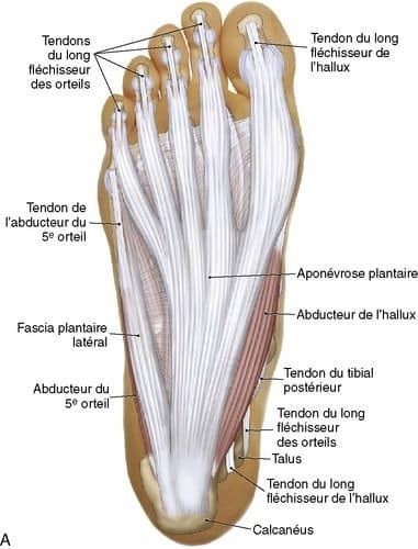 muscular-system70.jpg