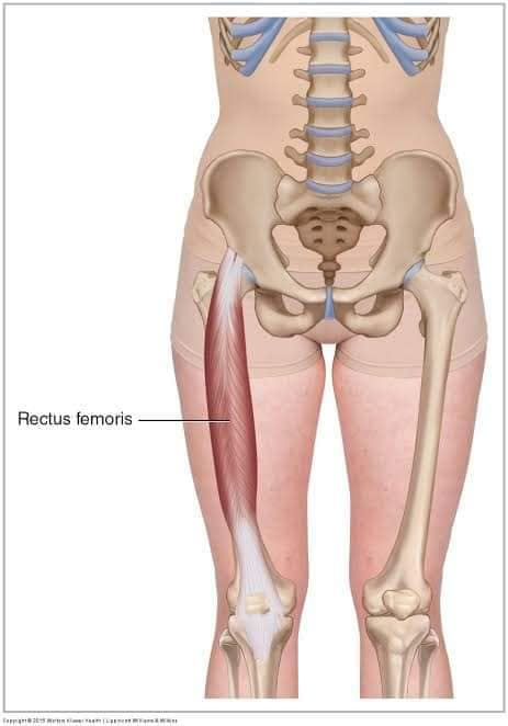 muscular-system72.jpg