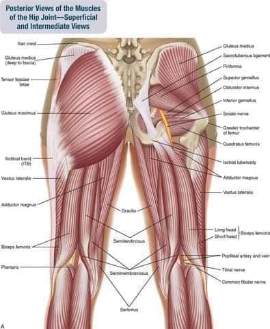 muscular-system75.jpg