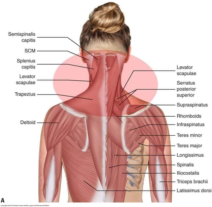 muscular-system76.jpg