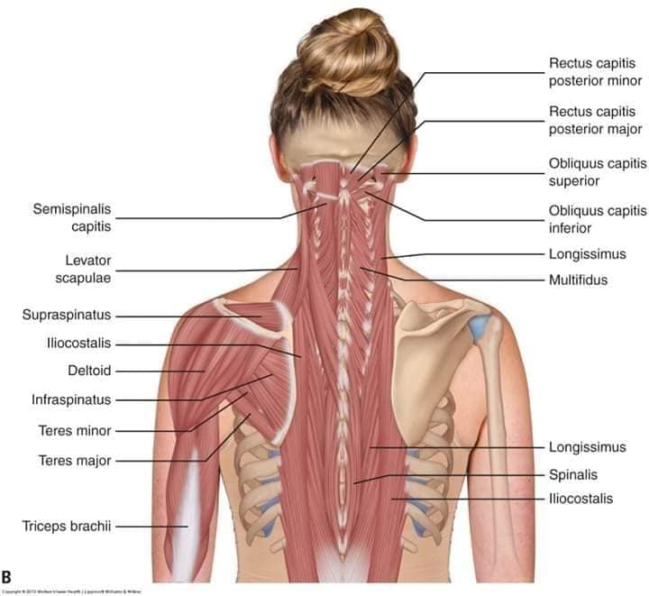 muscular-system77.jpg