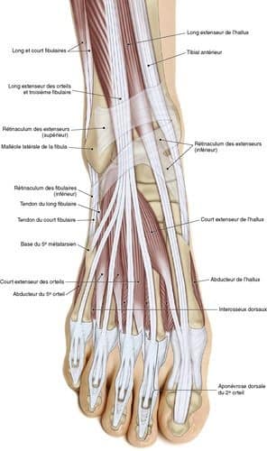 muscular-system79.jpg