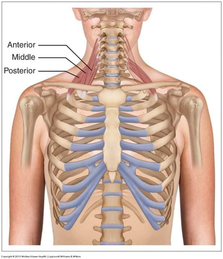 muscular-system89.jpg