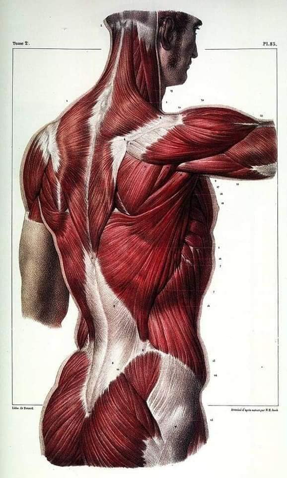 muscular-system92.jpg