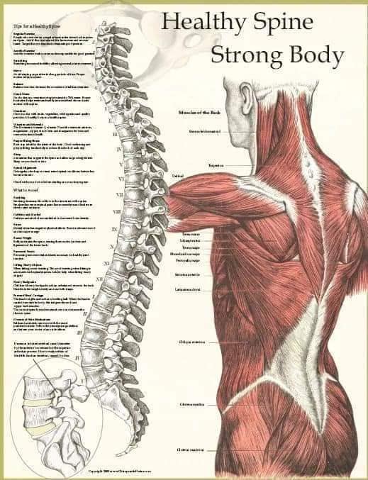 muscular-system97.jpg