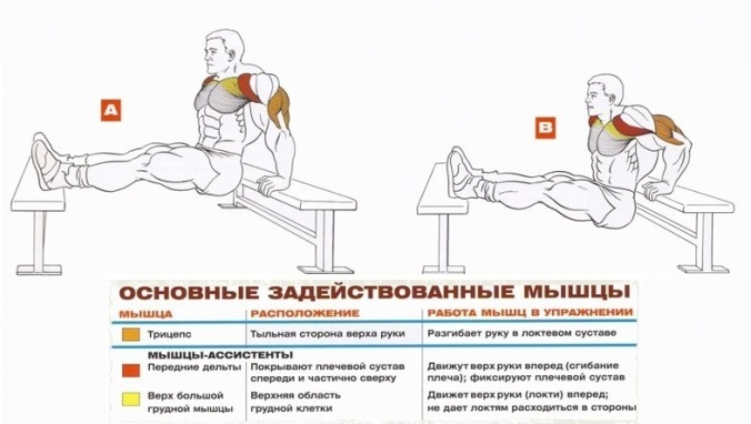 Отжимания от скамьи - Упражнения для трицепсов